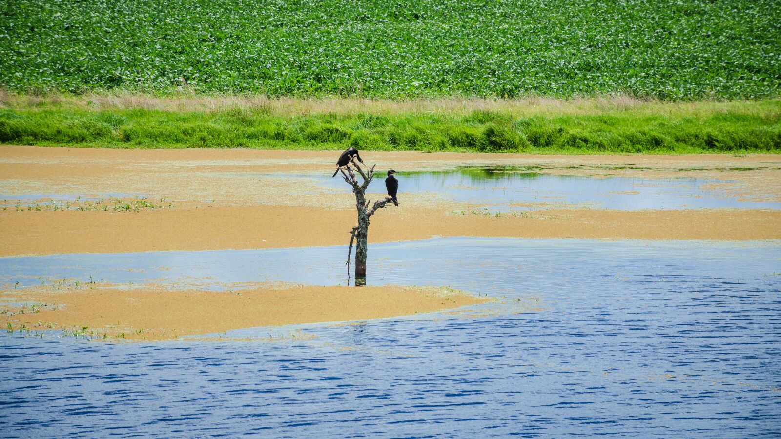 Nikon D7000 sample photo. Nature, uruguay, bird photography