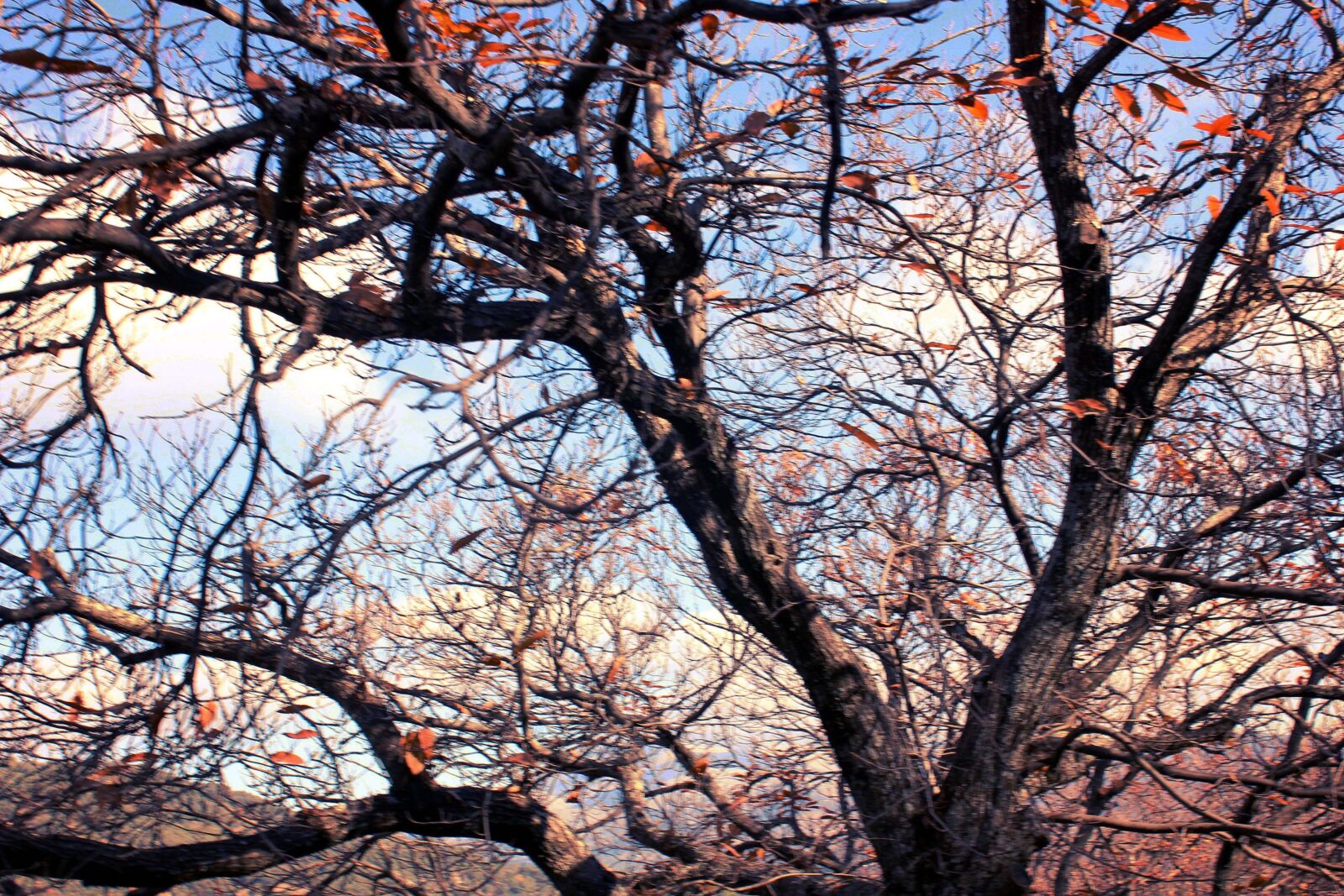 Canon EOS 600D (Rebel EOS T3i / EOS Kiss X5) sample photo. Benalauria, nature, andalusia photography