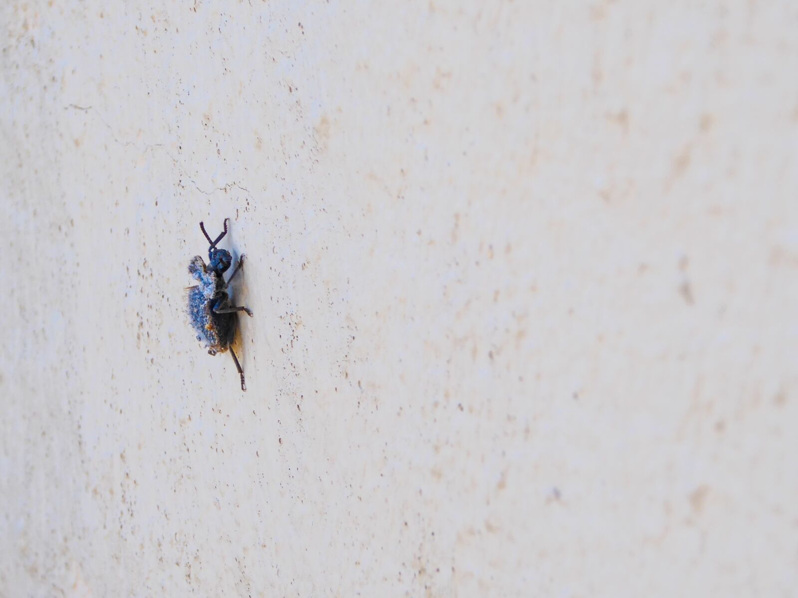 Panasonic DMC-TZ71 sample photo. Beetle, blue, macro photography