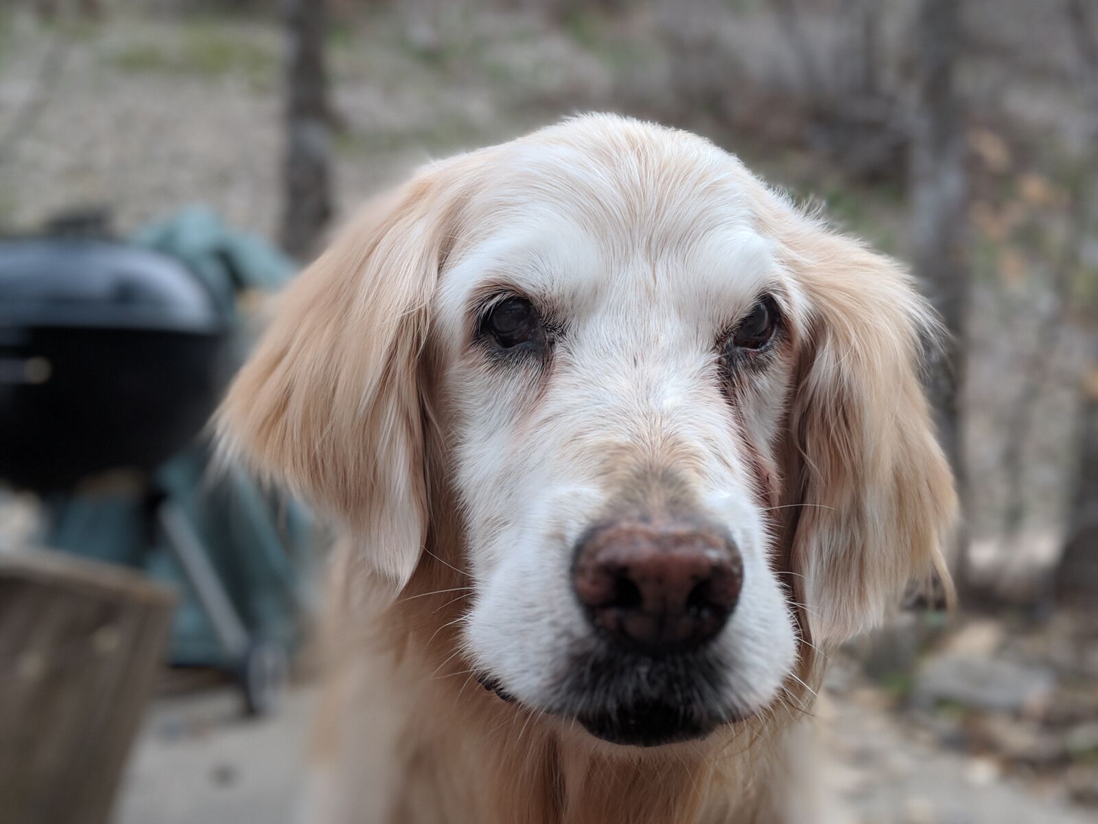Google Pixel 2 XL sample photo. Golden retriever, dog, old photography