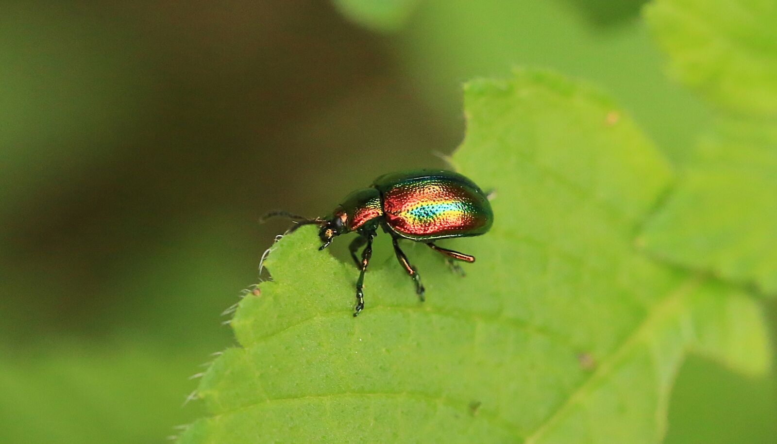 Canon EF 100mm F2.8L Macro IS USM sample photo. Rainbow beetle, insect, green photography