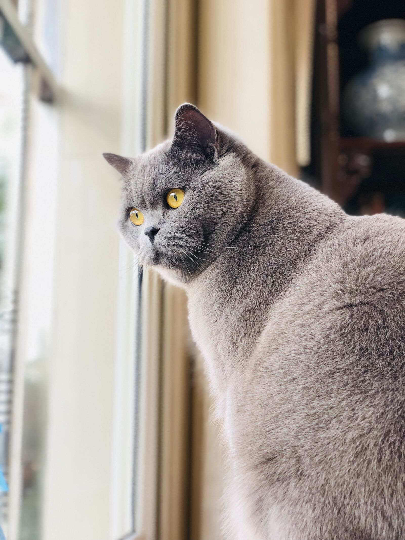 iPhone X back dual camera 6mm f/2.4 sample photo. Portrait, cat, animal photography