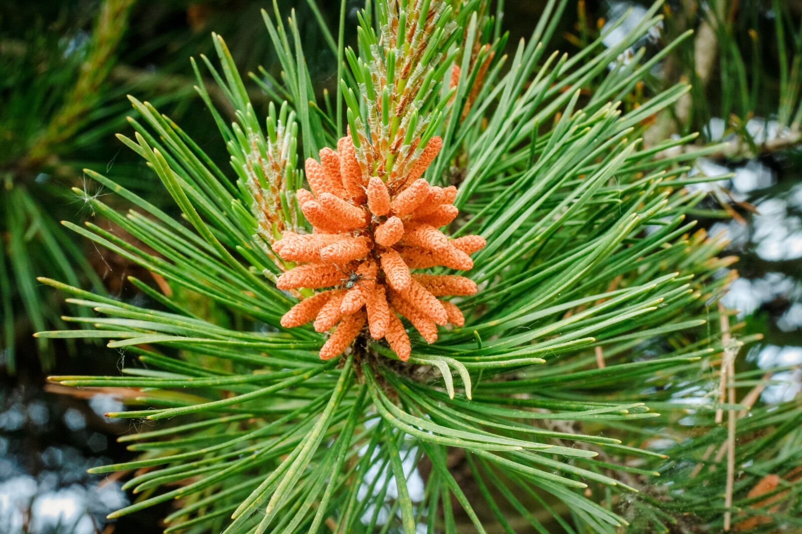Canon EOS 400D (EOS Digital Rebel XTi / EOS Kiss Digital X) sample photo. Pine-tree, tree, pine photography