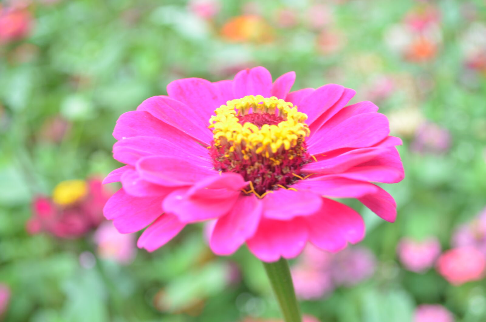Nikon D5100 sample photo. Flower, garden, ooty, pink photography