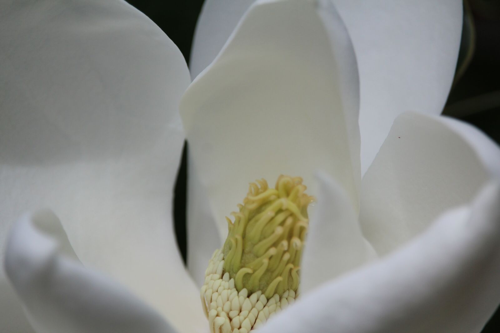 Canon EF-S 55-250mm F4-5.6 IS STM sample photo. Flower, white, yellow photography