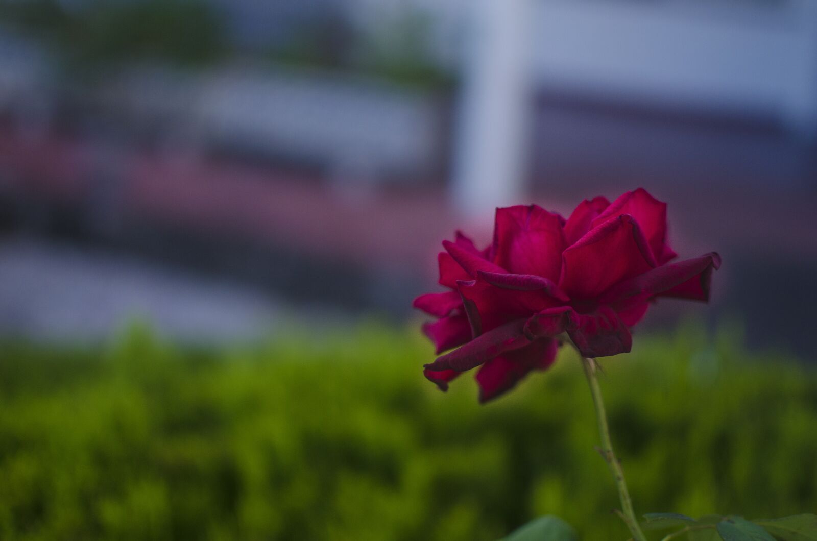 Nikon D5100 sample photo. Red rose, flower, garden photography