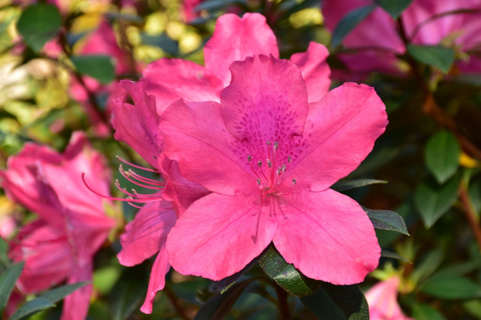 Nikon D5500 sample photo. Azalea, flowers, spring photography