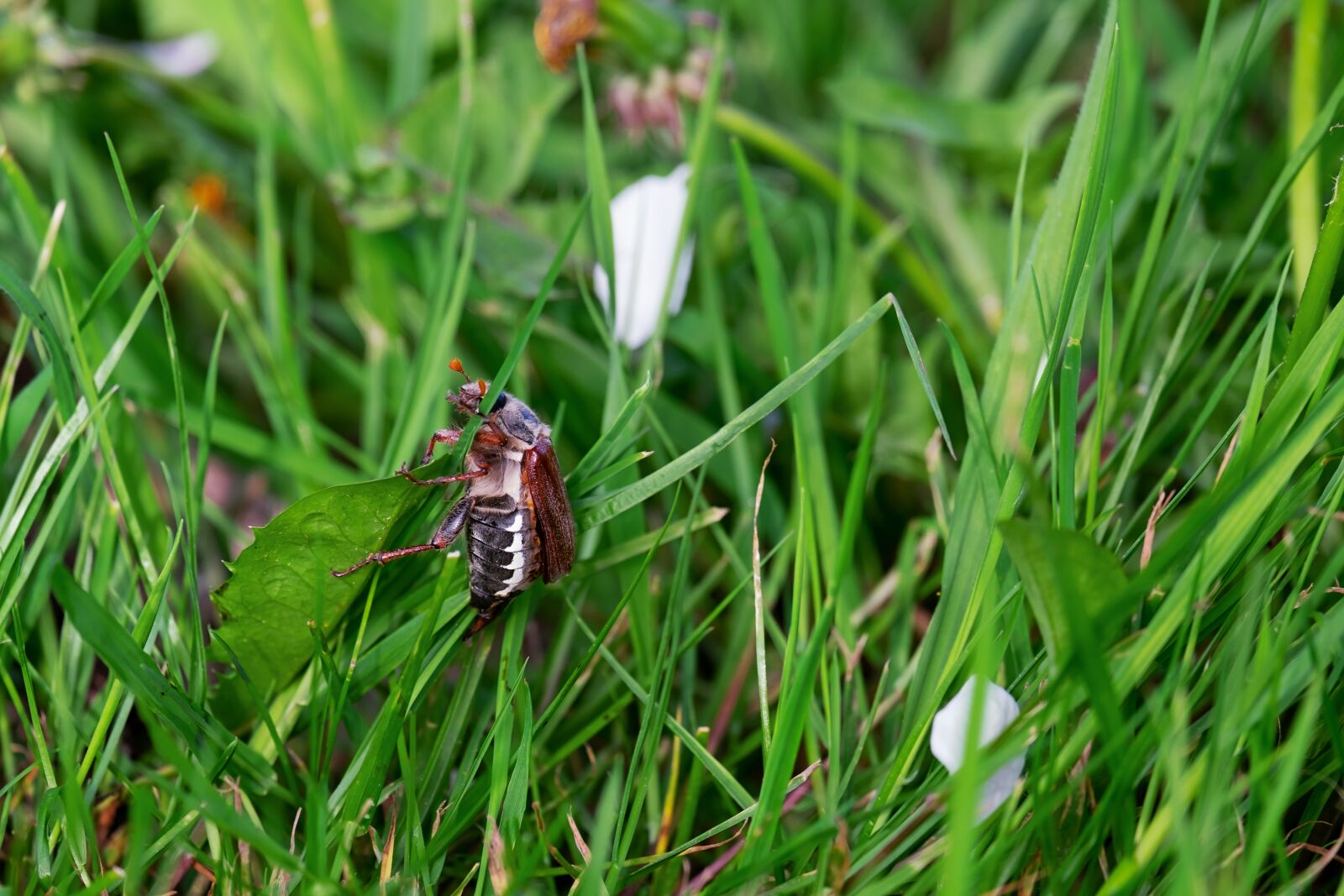Fujifilm XF 55-200mm F3.5-4.8 R LM OIS sample photo. Maikäfer, beetle, animal photography
