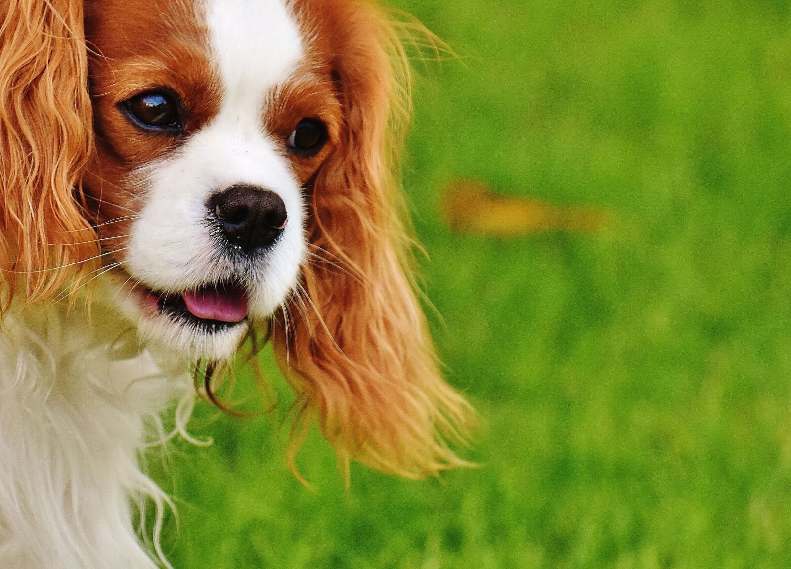 Nikon D7200 sample photo. Puppy, purebred, dog, canine photography