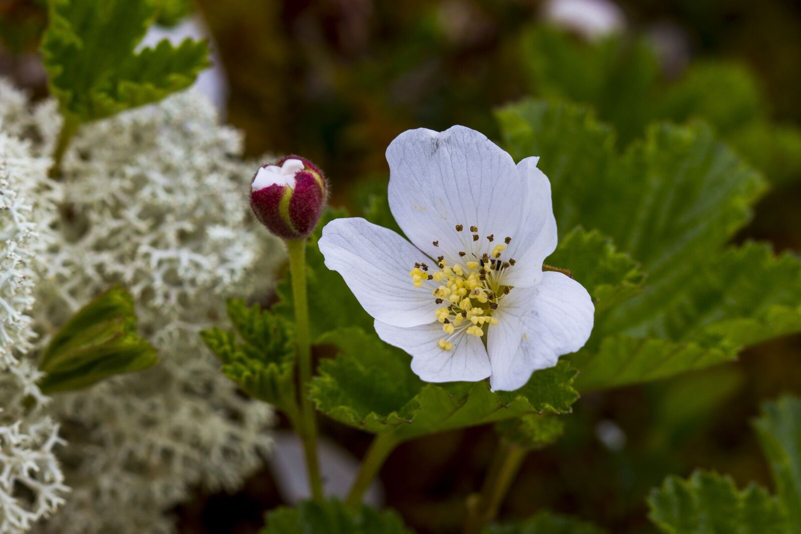 Canon EOS 7D + Canon EF 100mm F2.8 Macro USM sample photo. The nature of the photography