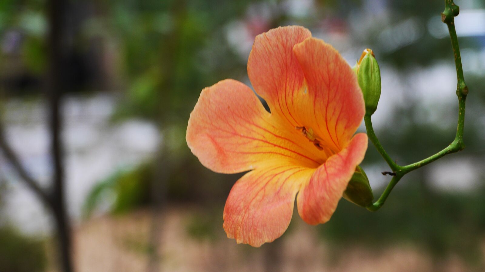 Panasonic Lumix DMC-GH3 sample photo. Campsis, orange, flowers photography