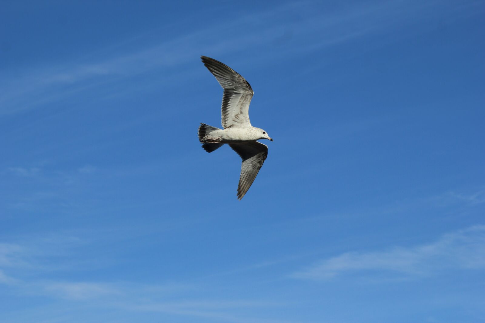 Canon EOS 550D (EOS Rebel T2i / EOS Kiss X4) sample photo. Ave, seagull, bird photography