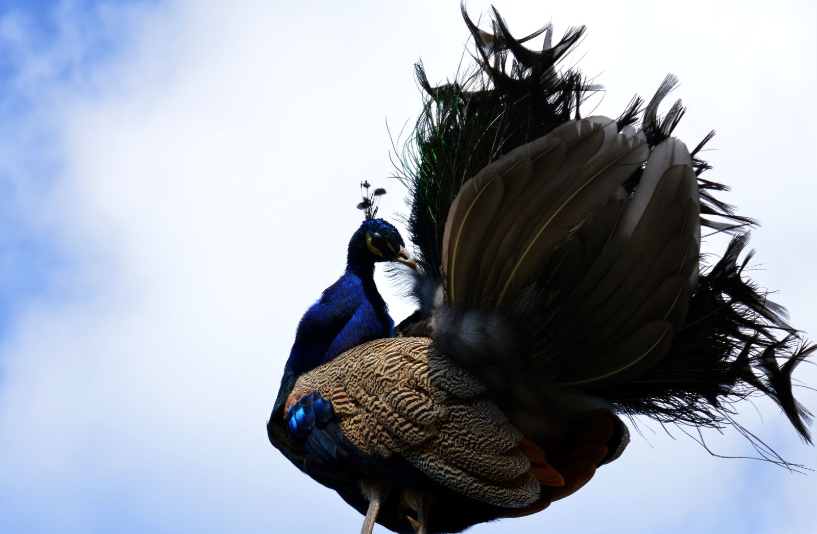 Nikon D3200 sample photo. Peacock, galliformes, pavo cristatus photography