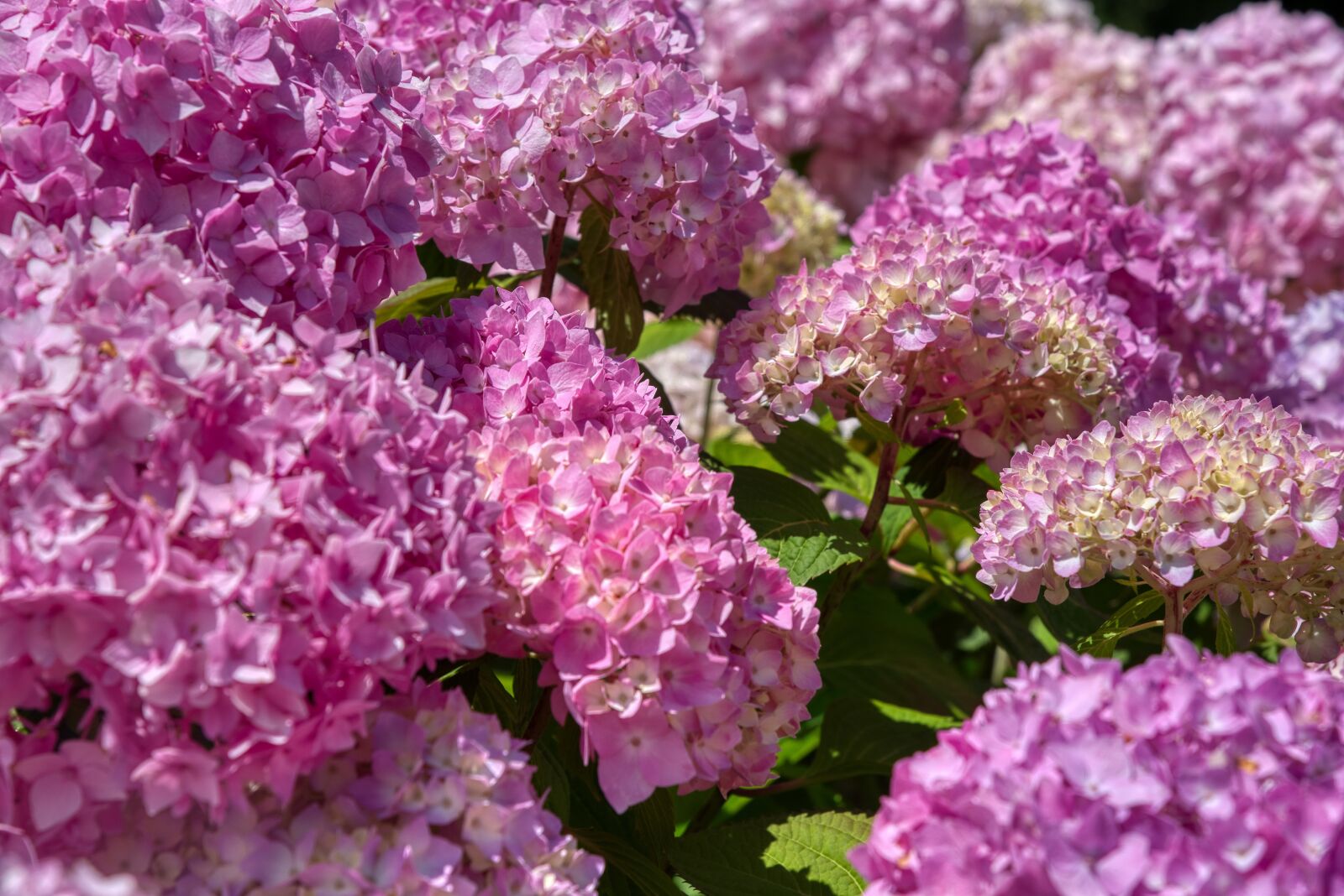 Nikon D750 sample photo. Hydrangeas, hydrangea, hydrangeaceae photography