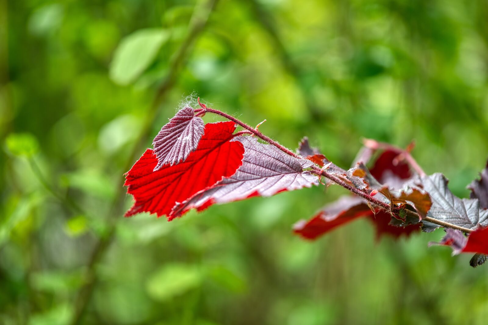 Nikon D750 sample photo. Forest, nature, green photography