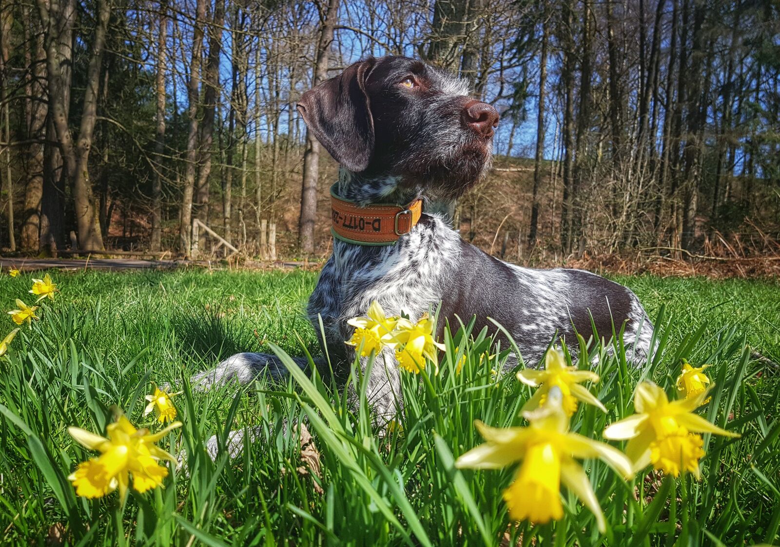 Samsung Galaxy S7 sample photo. Dog, animal, german wire photography