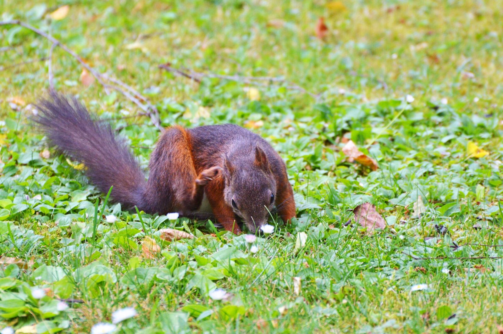 Nikon D3200 sample photo. Squirrel, nager, rodent photography