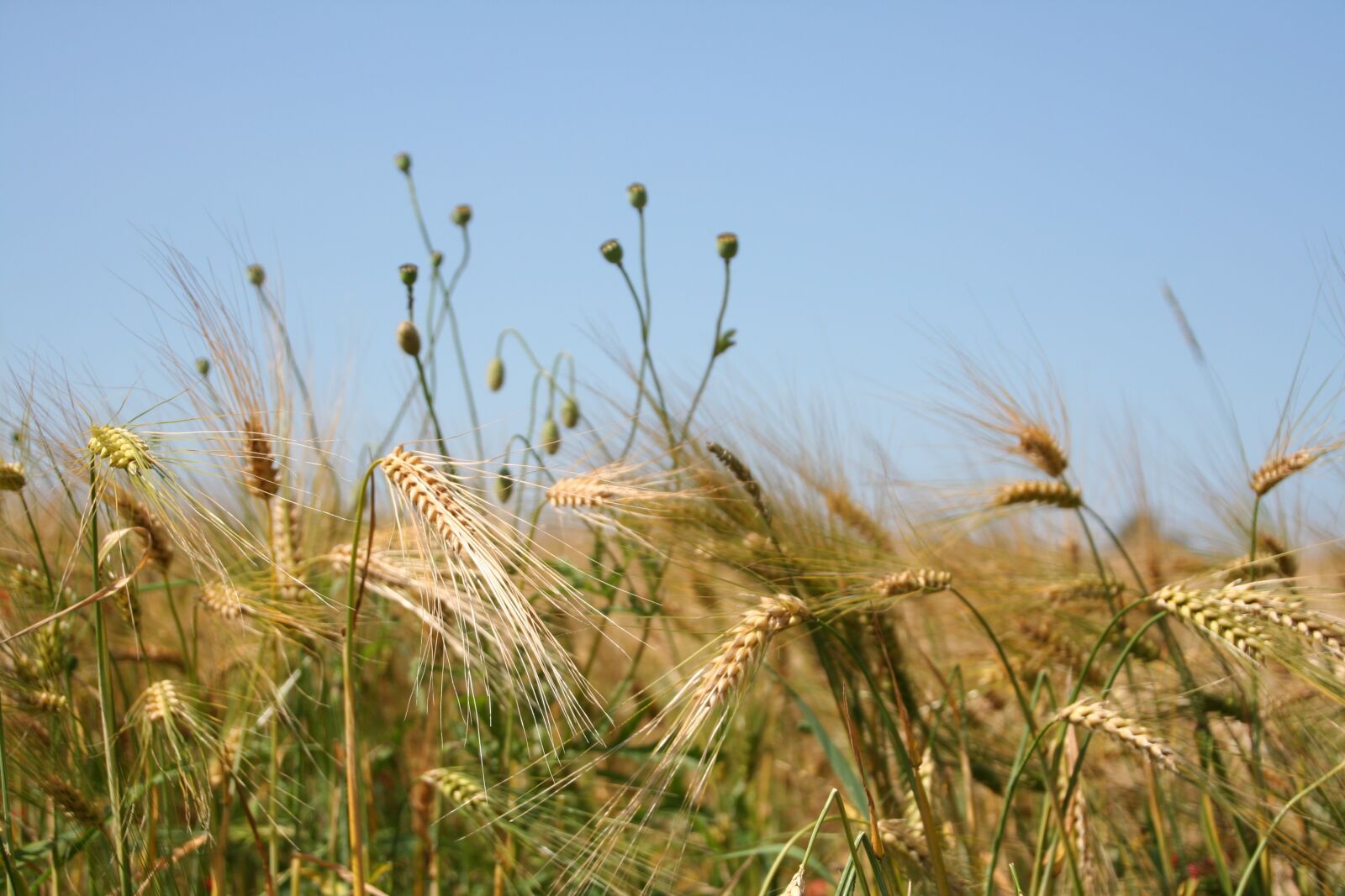 Canon EOS 350D (EOS Digital Rebel XT / EOS Kiss Digital N) sample photo. Grain, wheat, summer photography