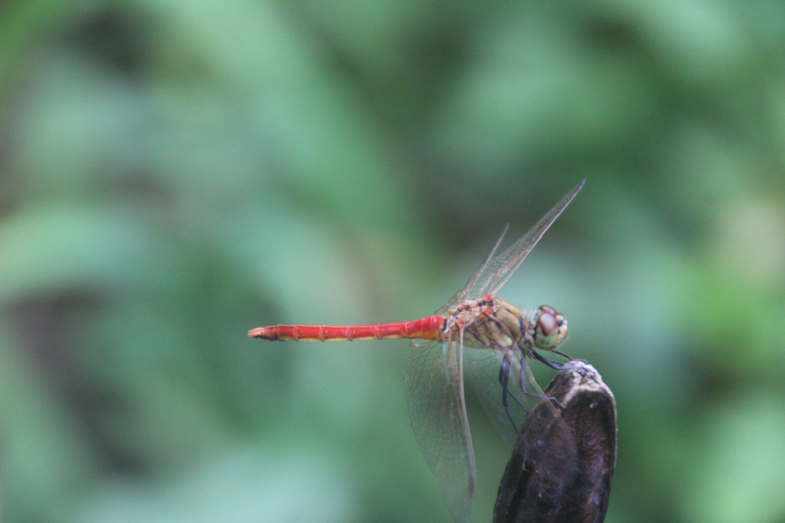 Canon EOS 100D (EOS Rebel SL1 / EOS Kiss X7) sample photo. Dragonfly, red dragonfly, insect photography