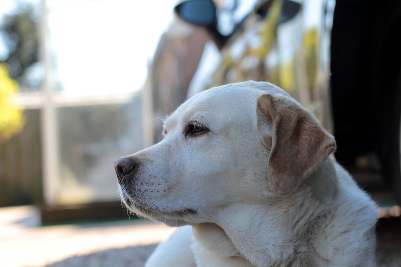 Canon EOS 600D (Rebel EOS T3i / EOS Kiss X5) + Canon EF 50mm F1.8 STM sample photo. Labrador, yellow, retriever photography