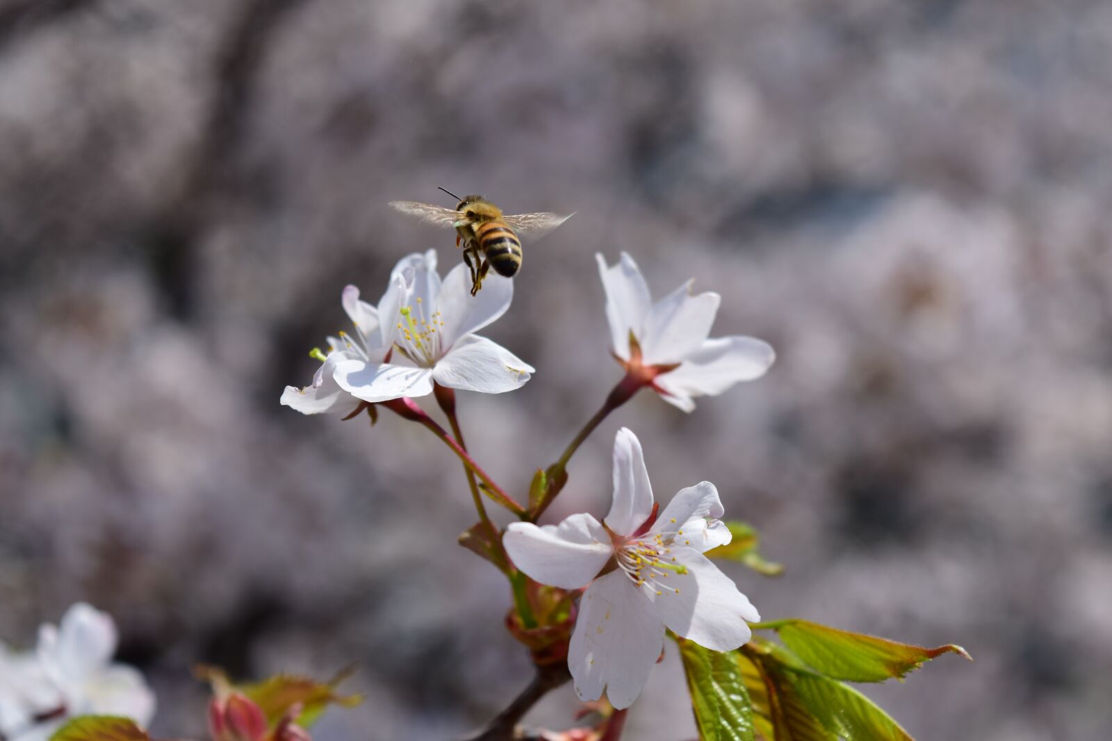 Nikon D5300 sample photo. Bee, flower, spring photography