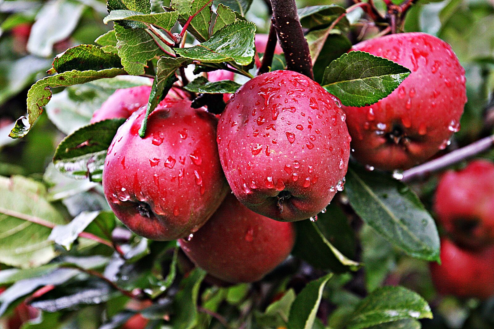 Canon EOS 40D sample photo. Apple, fruit, healthy photography