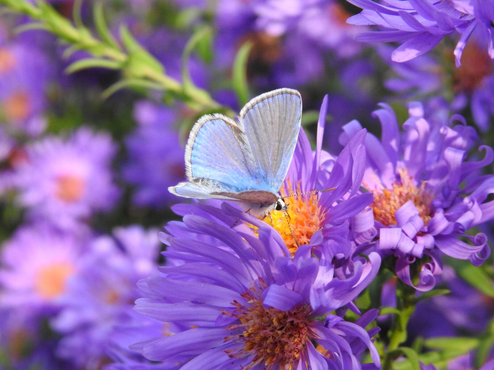 Nikon Coolpix P900 sample photo. Butterfly, flowers, garden photography