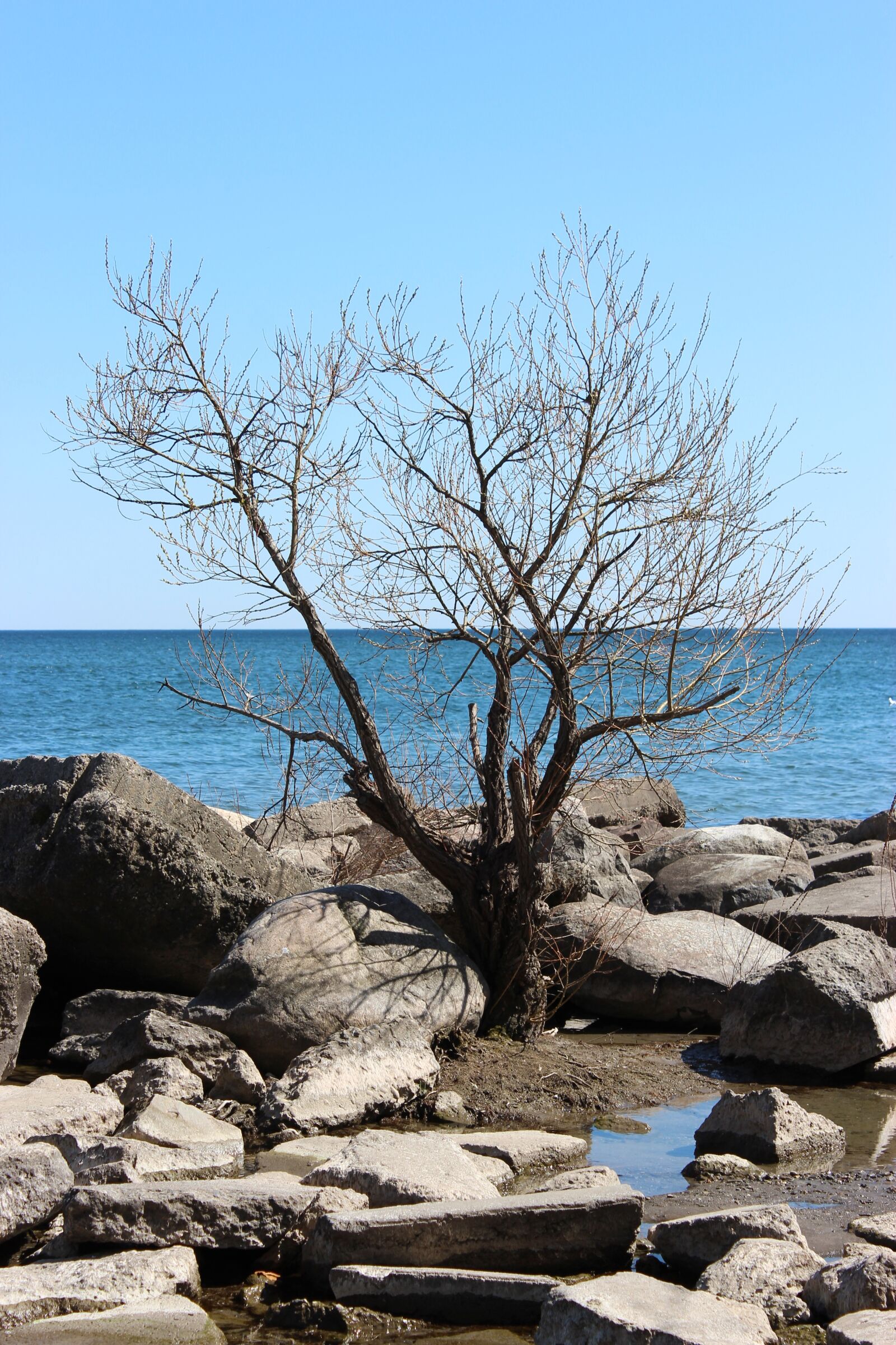 Canon EOS 600D (Rebel EOS T3i / EOS Kiss X5) sample photo. Tree, water, lake photography