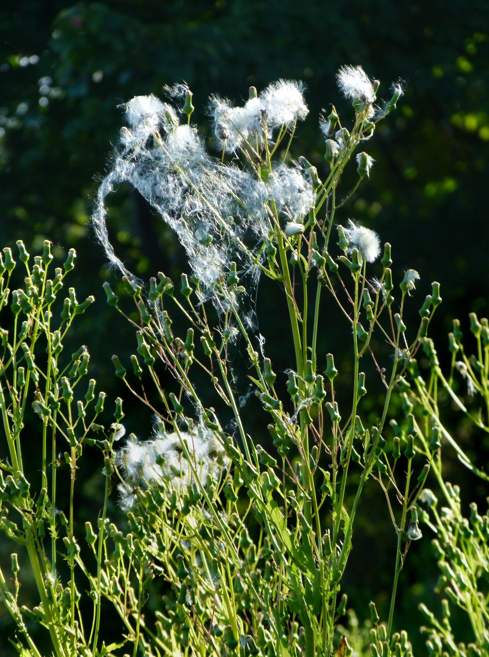 Panasonic Lumix DMC-FZ100 sample photo. Burnweed, weed, fluffy photography