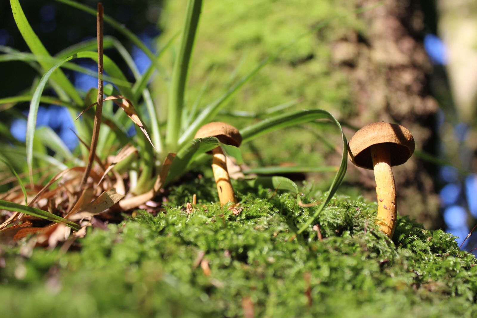 Canon EOS 1200D (EOS Rebel T5 / EOS Kiss X70 / EOS Hi) sample photo. Mushroom, grass, tiny mushrooms photography