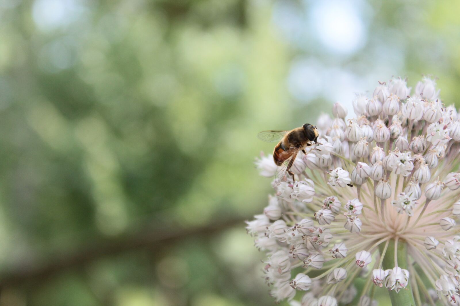 Canon EOS 1200D (EOS Rebel T5 / EOS Kiss X70 / EOS Hi) sample photo. Bee, nature, honey photography