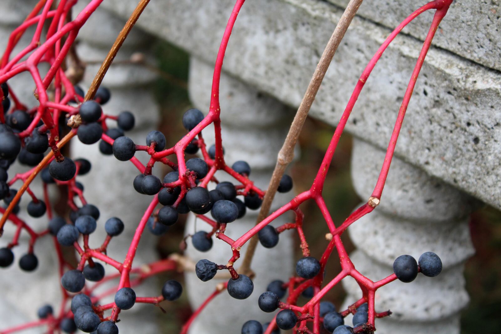 Canon EOS 1200D (EOS Rebel T5 / EOS Kiss X70 / EOS Hi) sample photo. Virginia creeper, fruit winobluszczu photography