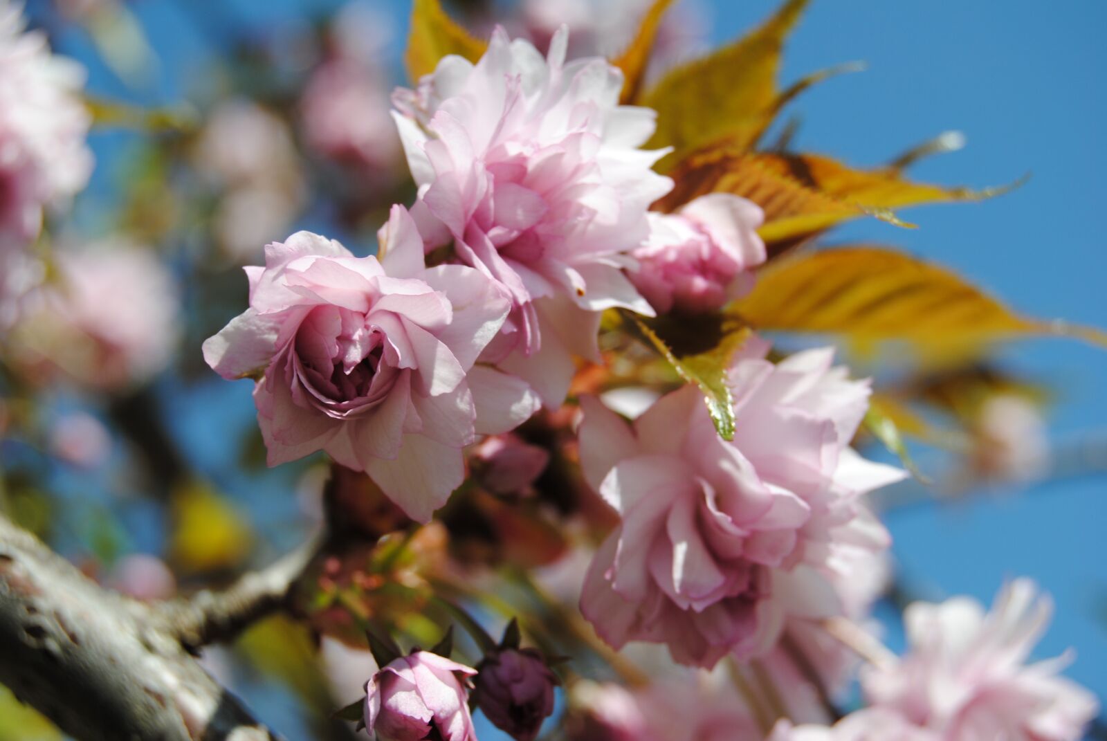 Nikon D3000 sample photo. Cherry, tree, sky photography