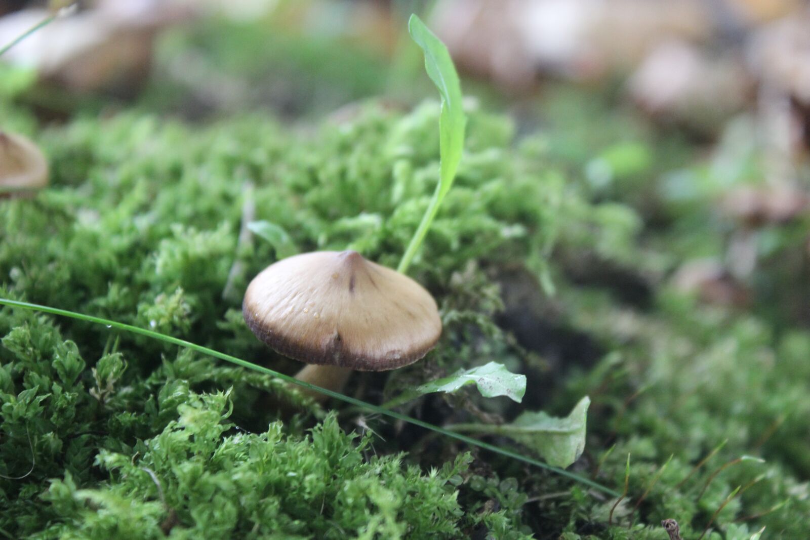 Canon EOS 600D (Rebel EOS T3i / EOS Kiss X5) sample photo. Mushroom, green, nature photography