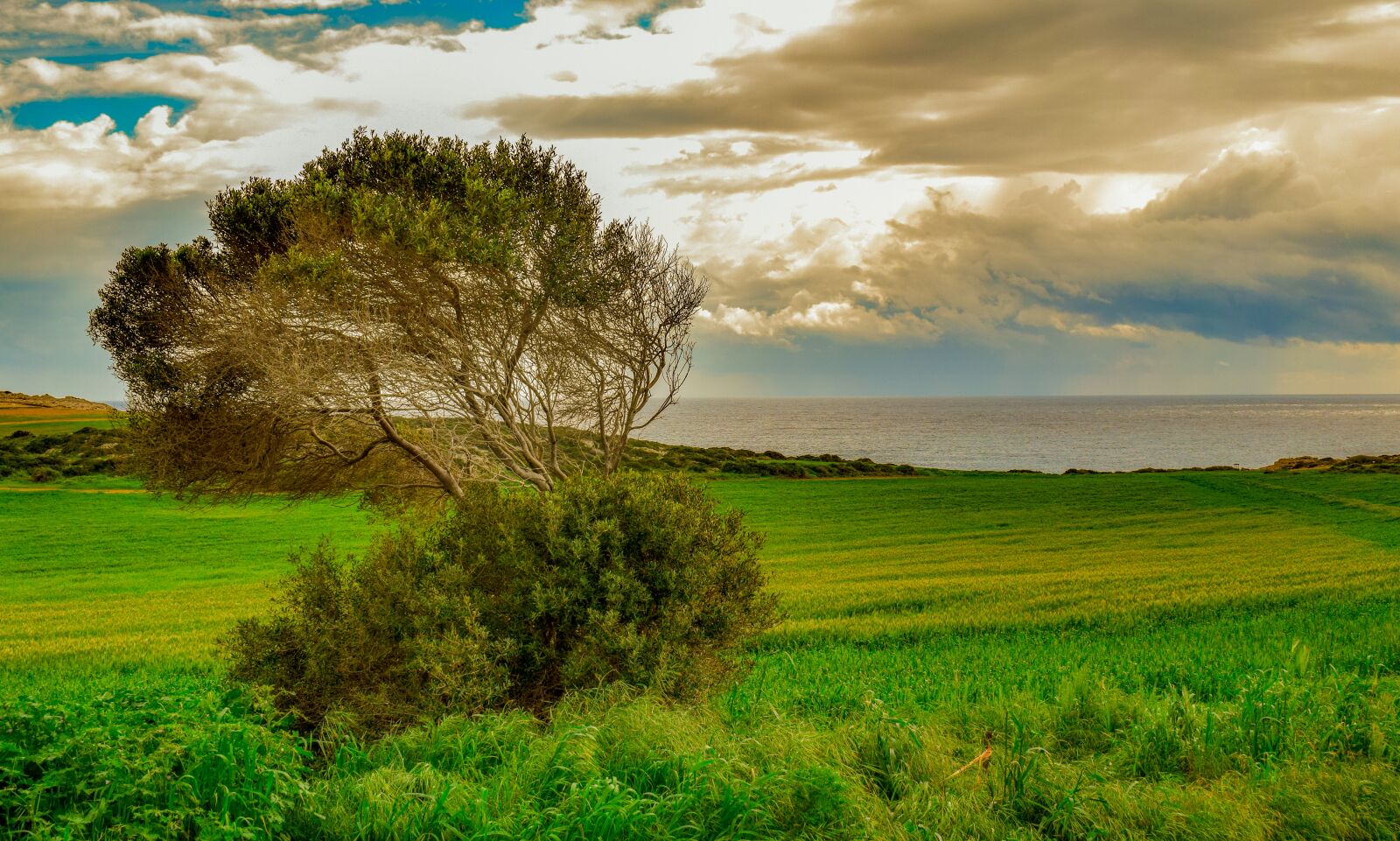 Nikon D3300 sample photo. Tree, meadow, landscape photography