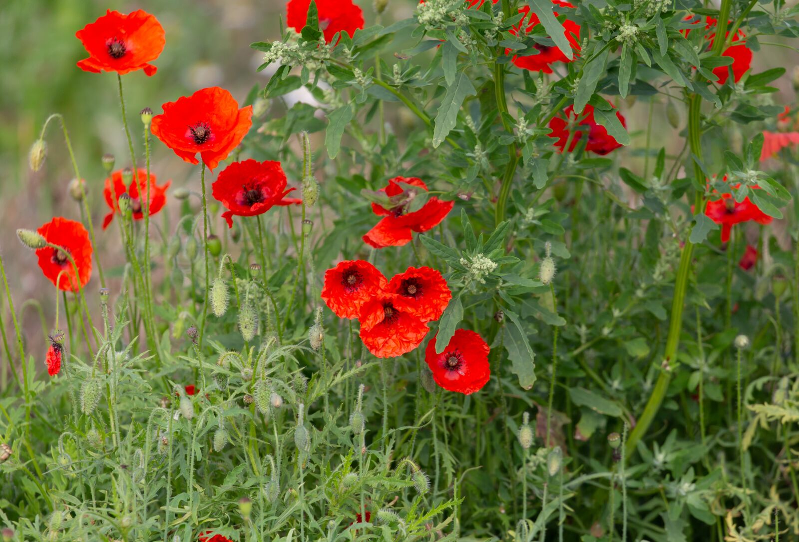Canon EF 100-400mm F4.5-5.6L IS II USM sample photo. Poppies, flowers, wildflowers photography