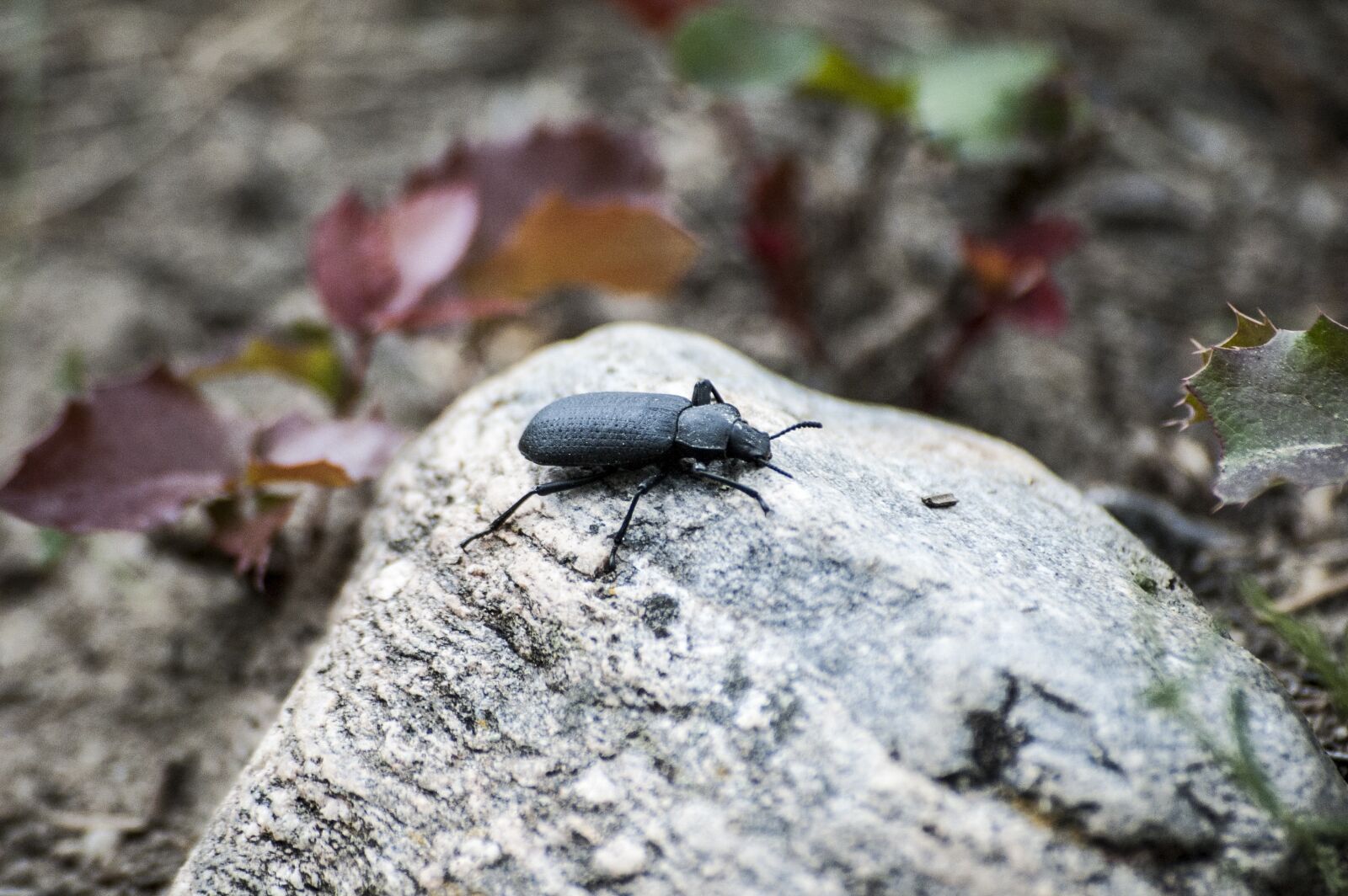 Nikon D50 sample photo. Bug, beetle, rock photography