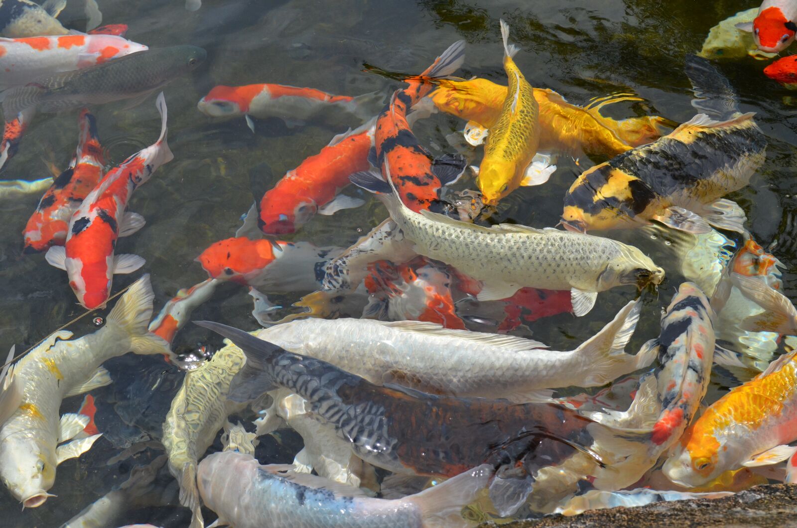 Nikon D7000 sample photo. Fish, outdoor, koi fish photography