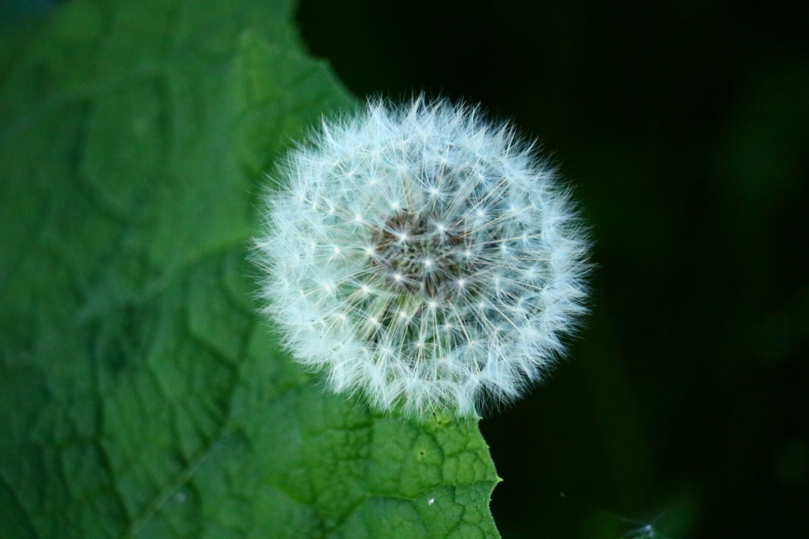 Canon EOS 750D (EOS Rebel T6i / EOS Kiss X8i) sample photo. Dandelion, close up, flower photography