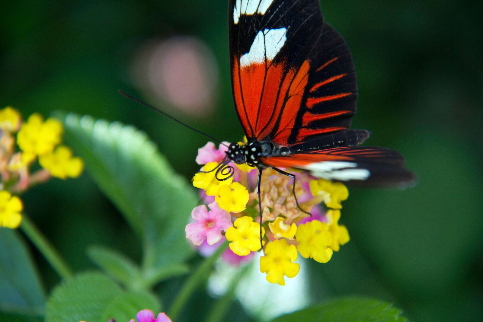 Canon EOS 7D sample photo. Butterfly, flowers, nature photography