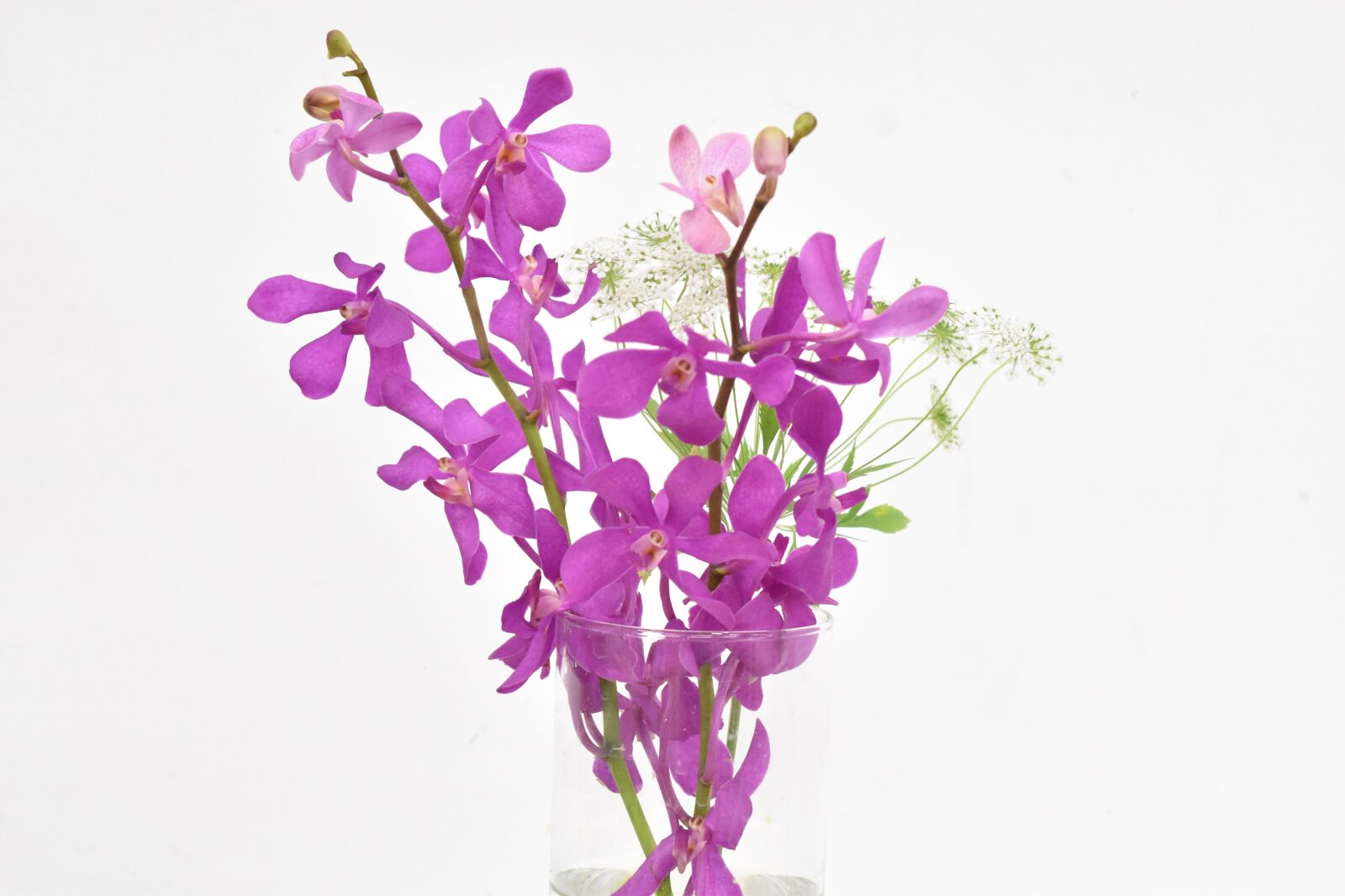 Nikon D5500 sample photo. Free, plant, natural photography