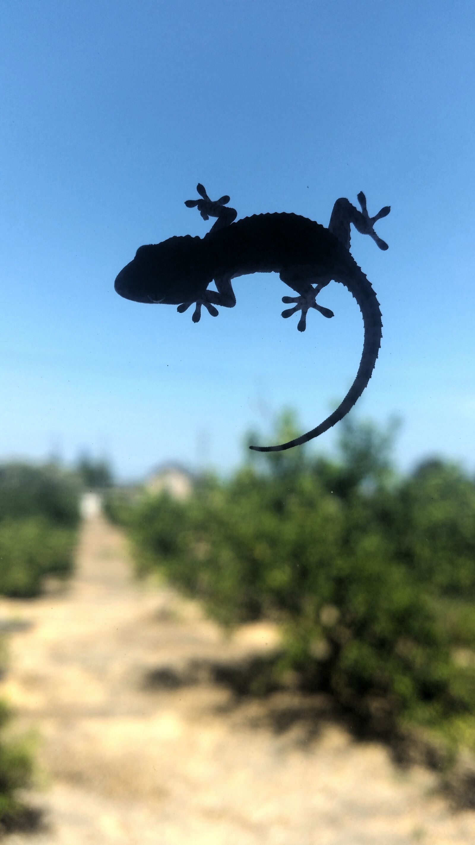 Samsung Galaxy S5 sample photo. Gekko, spain, nature photography