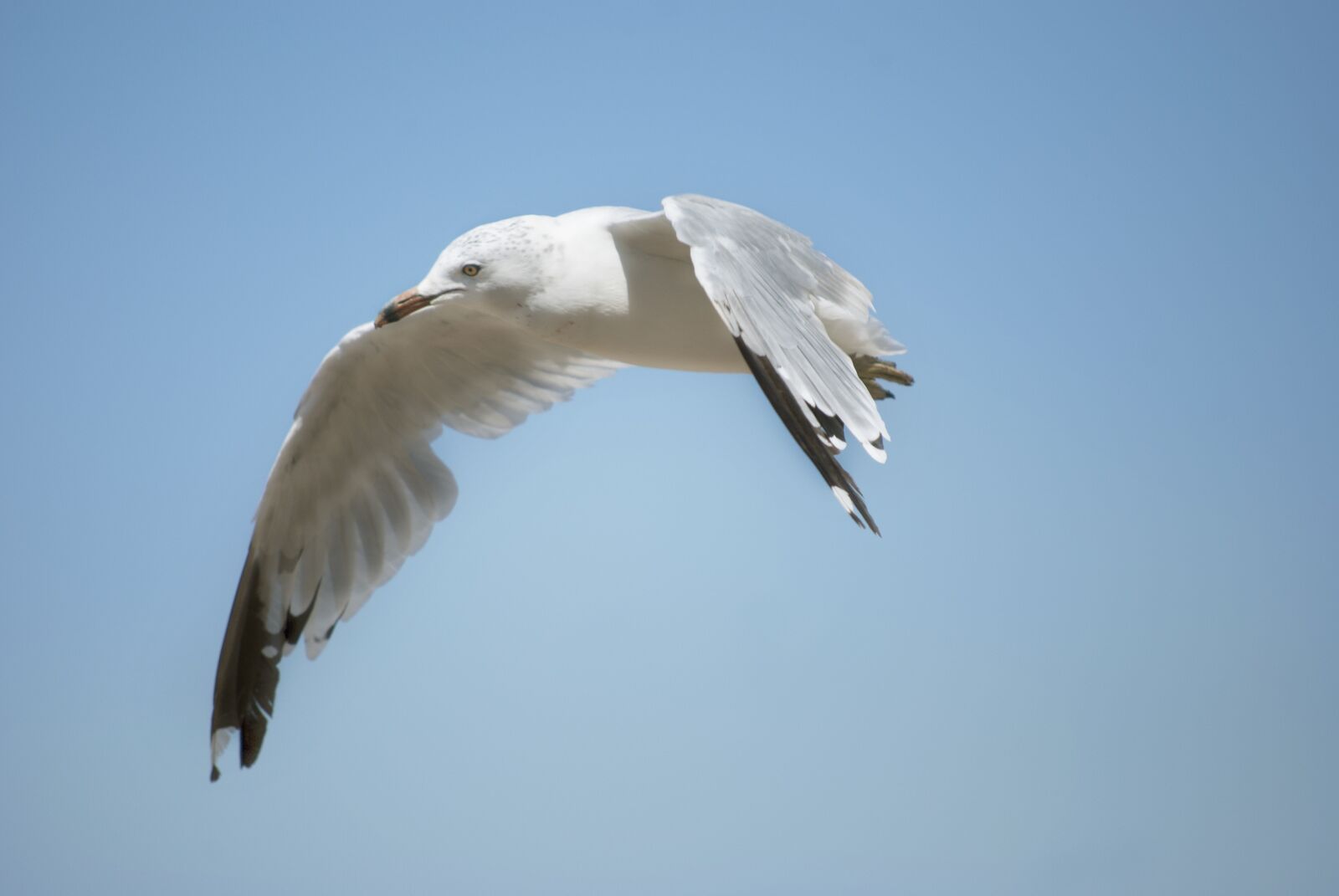 Nikon D60 sample photo. Bird, seagull, beach photography