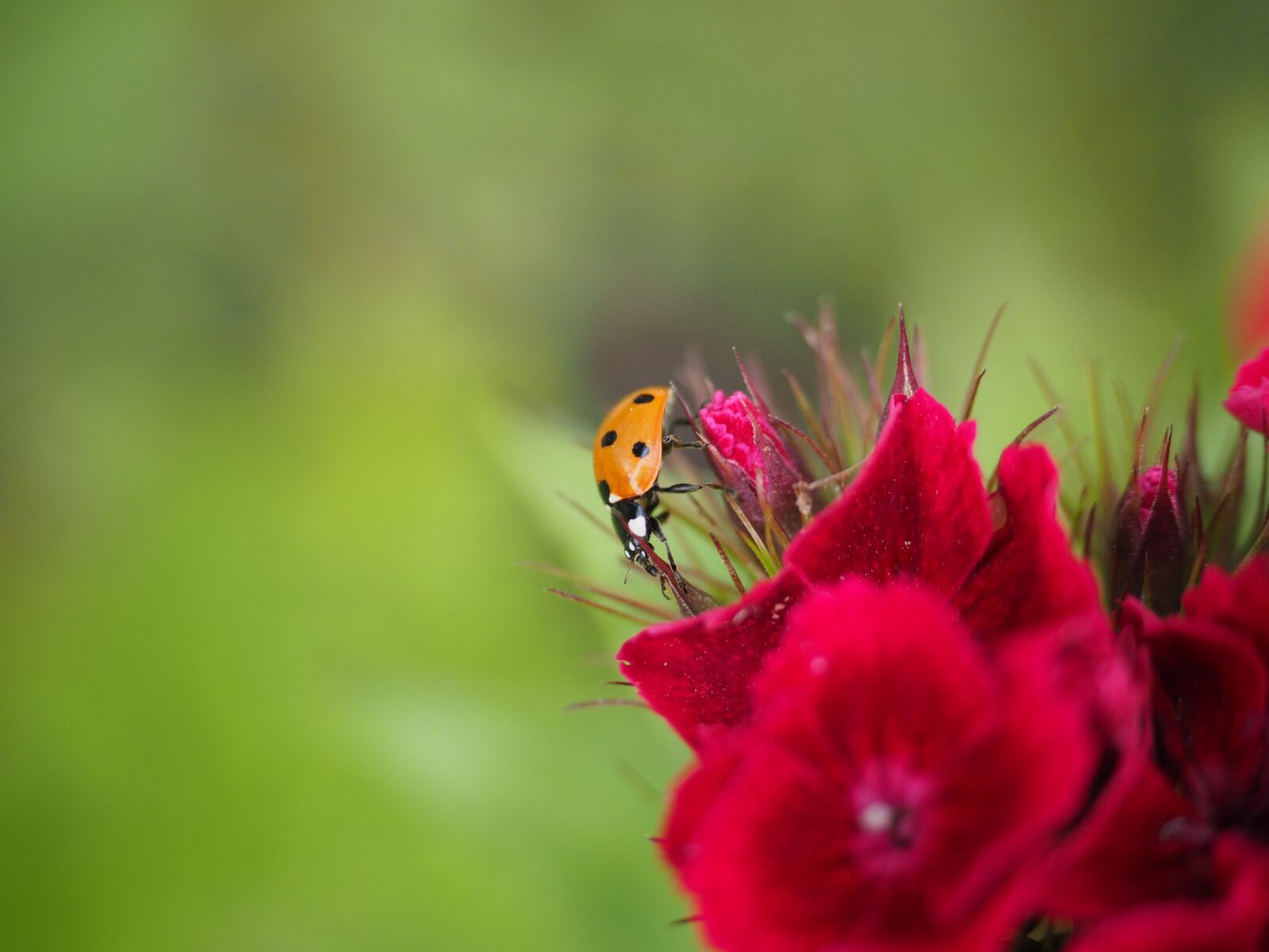 Olympus OM-D E-M1 + Olympus M.Zuiko Digital ED 12-40mm F2.8 Pro sample photo. Ladybug, coccinellidae, beetle photography