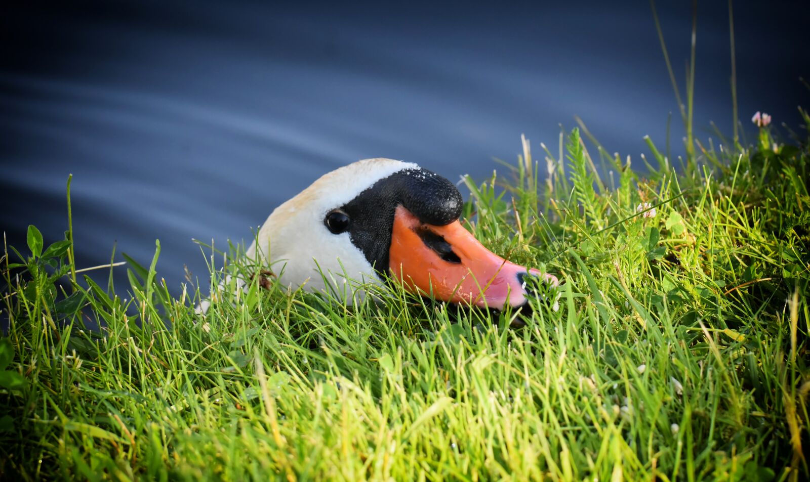 Nikon D7200 sample photo. Swan, elegant, noble photography