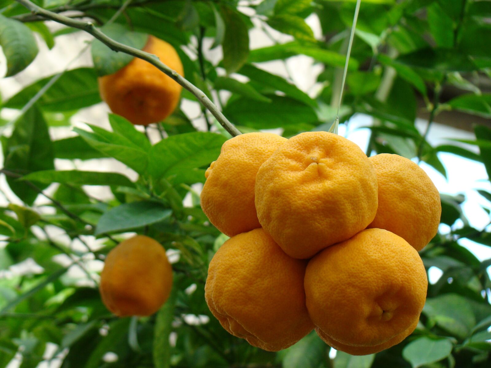 Sony Cyber-shot DSC-H50 sample photo. Oranges, nature, fruit photography