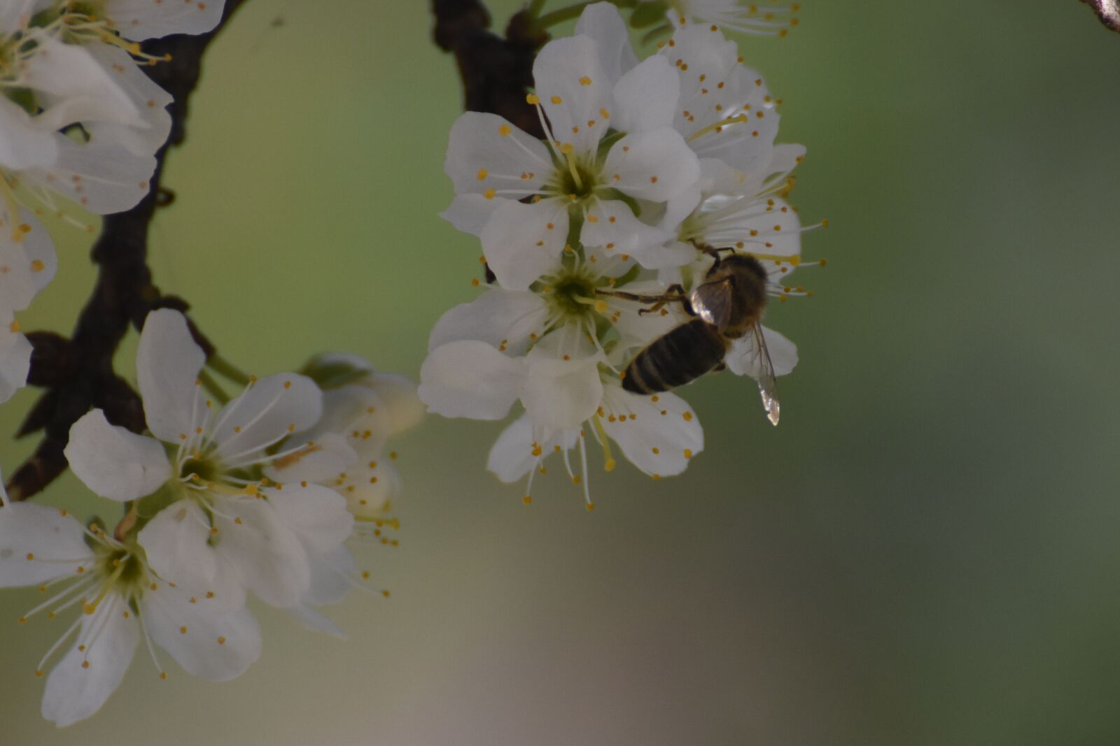 Nikon D7200 sample photo. Bee, flowers, white photography