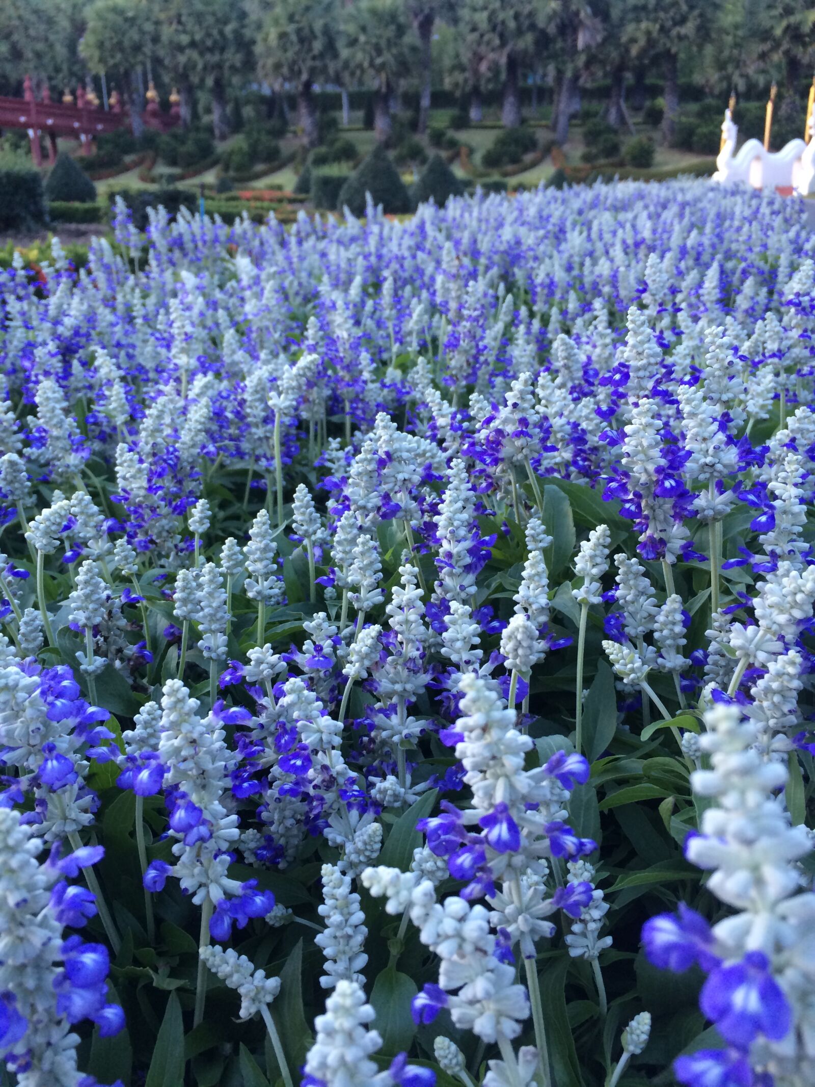 iPhone 5s back camera 4.15mm f/2.2 sample photo. Blue, flower, flowers, lavender photography