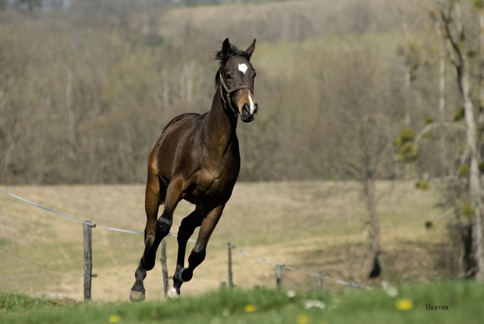 Nikon D200 sample photo. Horse, nature, free photography