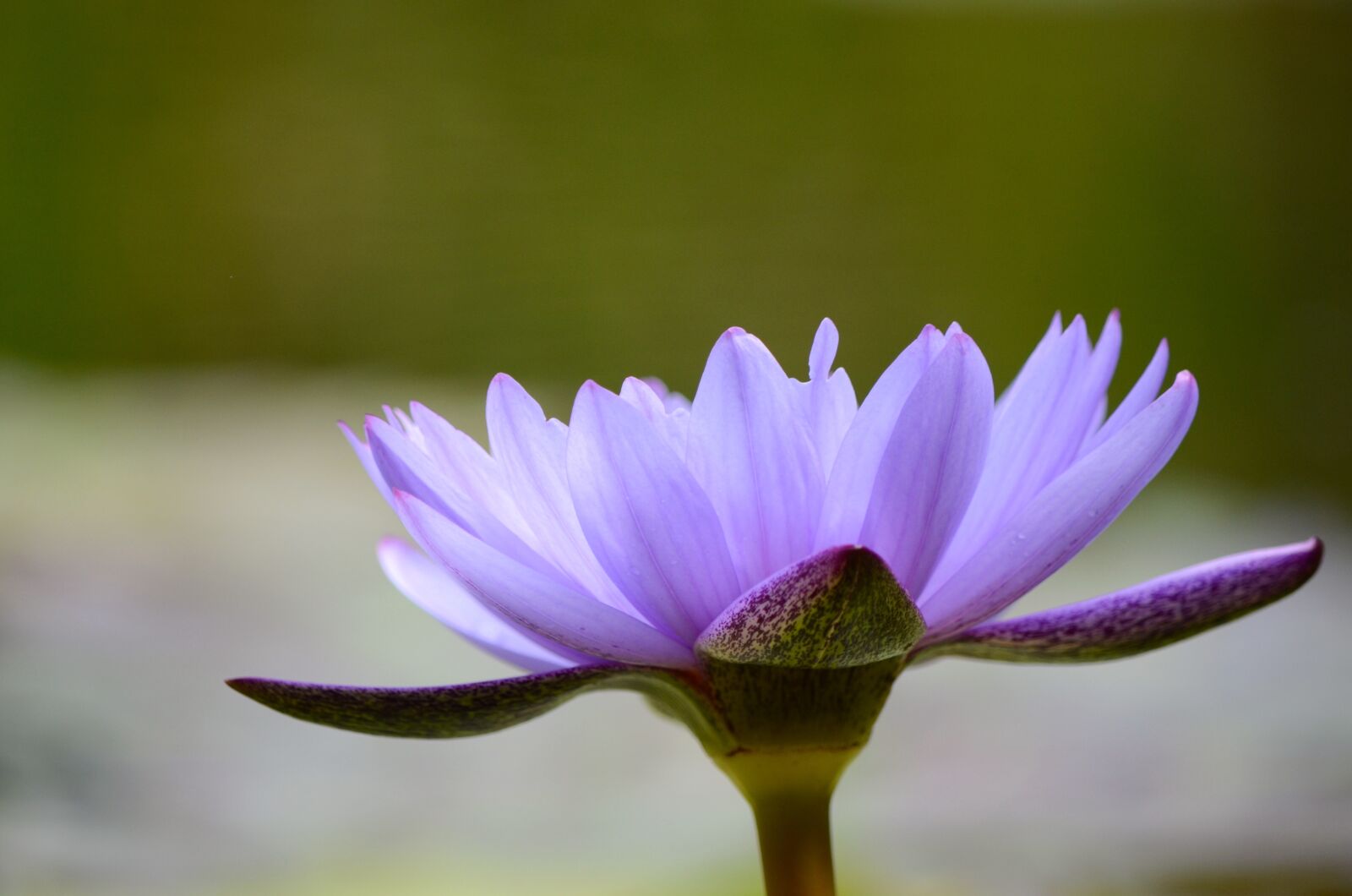 Nikon D7000 sample photo. Water lily, purple, fall photography